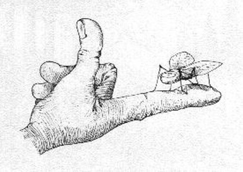 Kurt Halbritter, Halbritters Tier und Pflanzenwelt, Bild, Fingerkuppenfliege - musca unguiculata