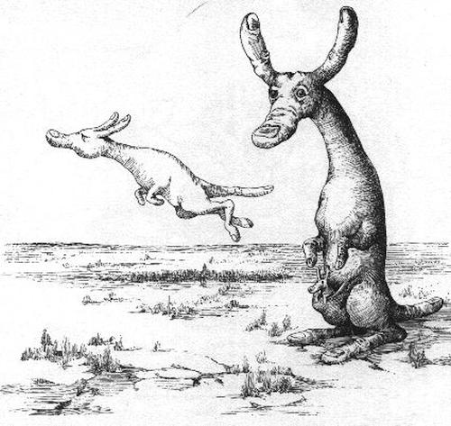 Kurt Halbritter, Halbritters Tier und Pflanzenwelt, Bild, Finguru - halmaturus digitarus
