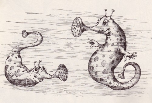 Kurt Halbritter, Halbritters Tier und Pflanzenwelt, Bild, Seekännchen (auch Doppeltes Zottchen) - hippocampus bisitulatus
